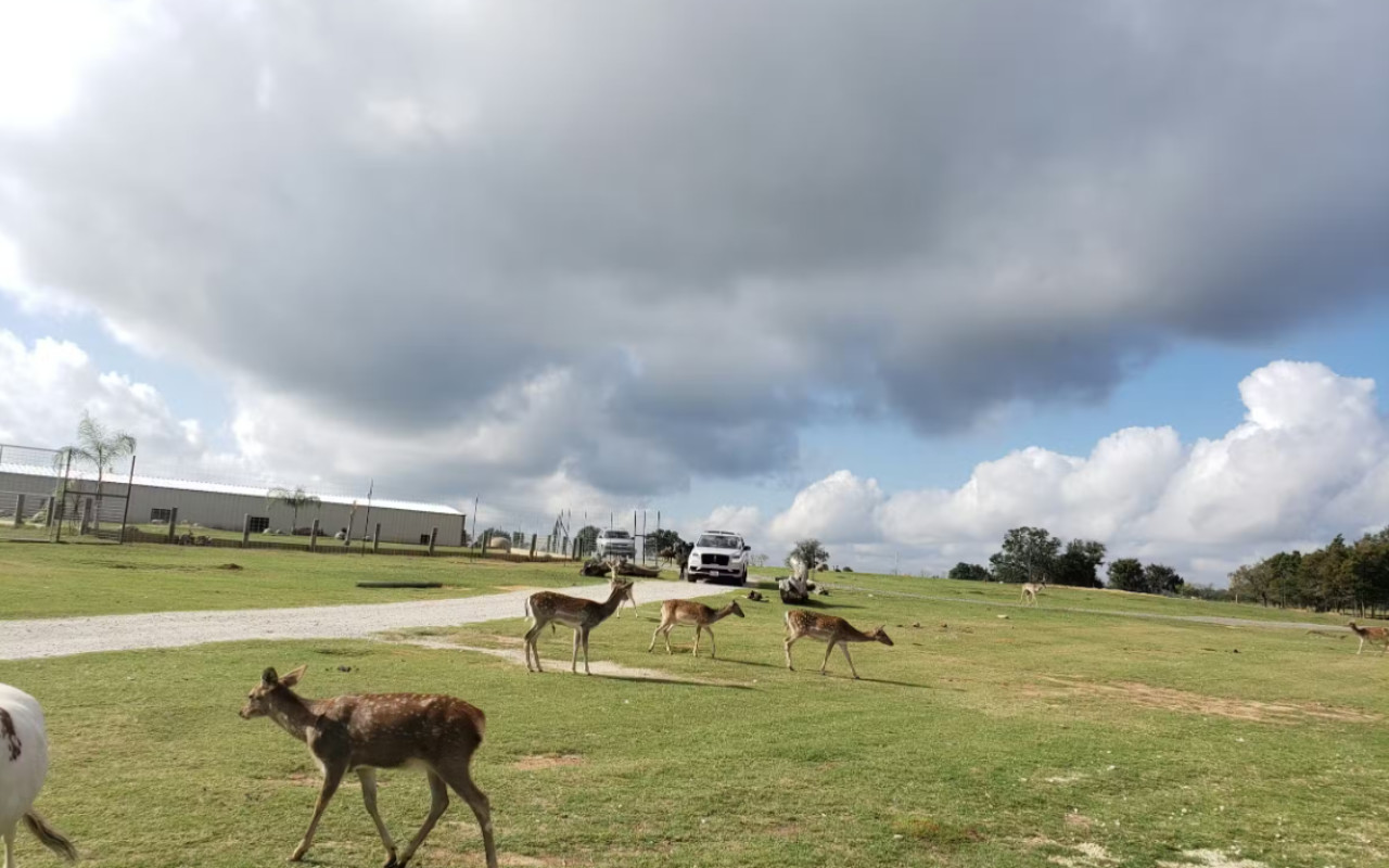 Билет в сафари Franklin Drive Thru