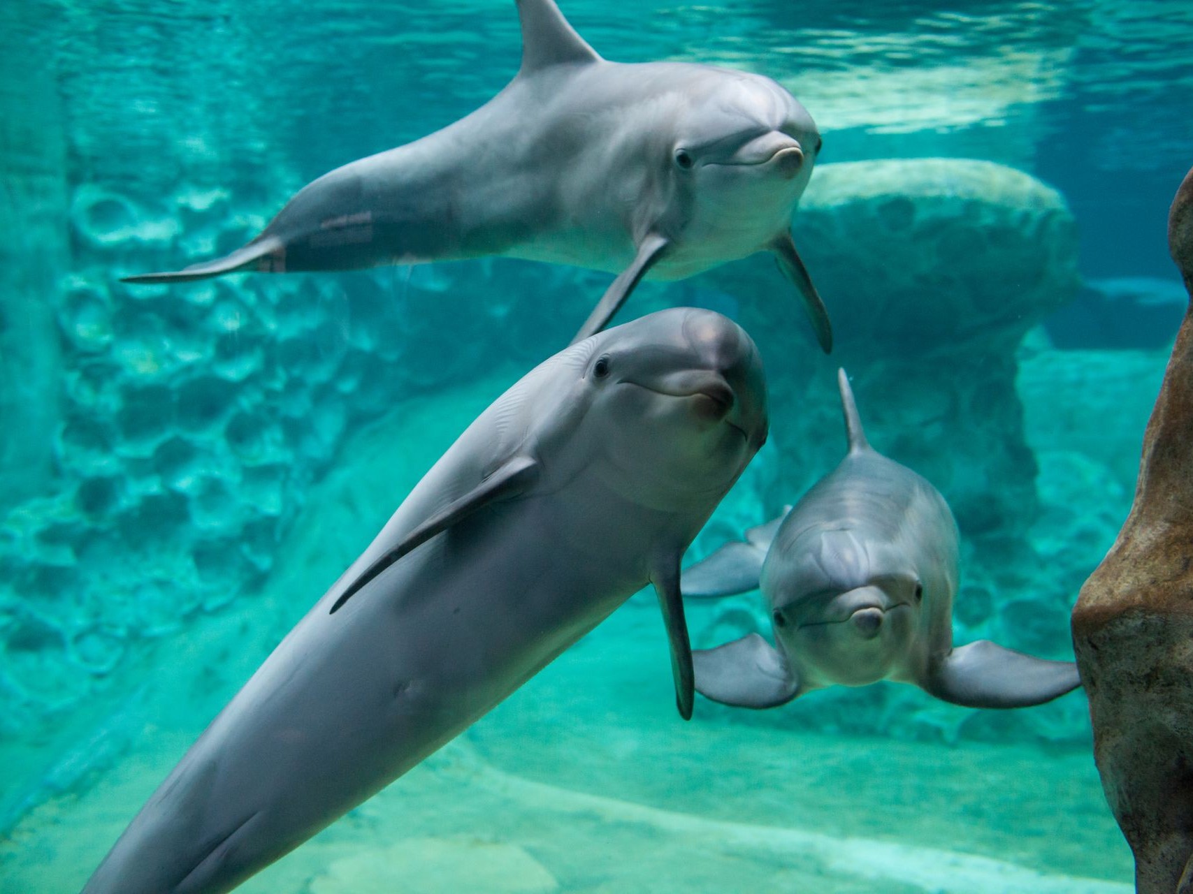 亞特蘭大佐治亞水族館門票