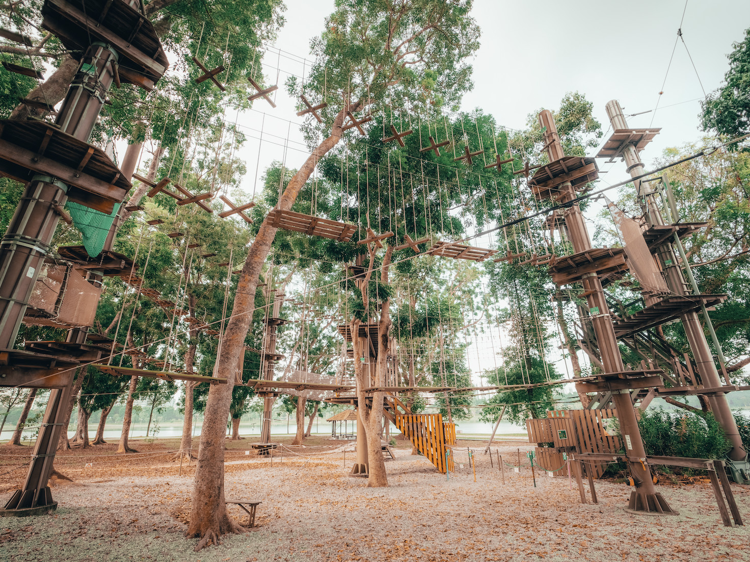 Forest Adventure Treetop Adventure