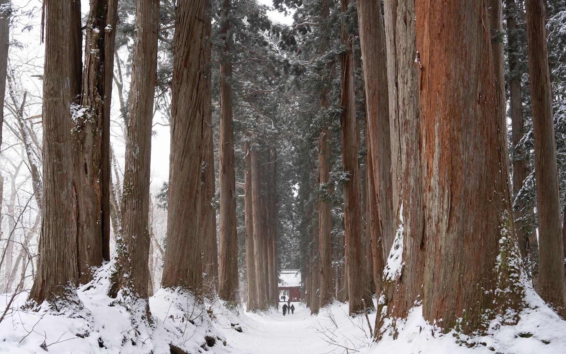 Togakushi Shrine & Snow Monkeys Full-Day Mountain Tour