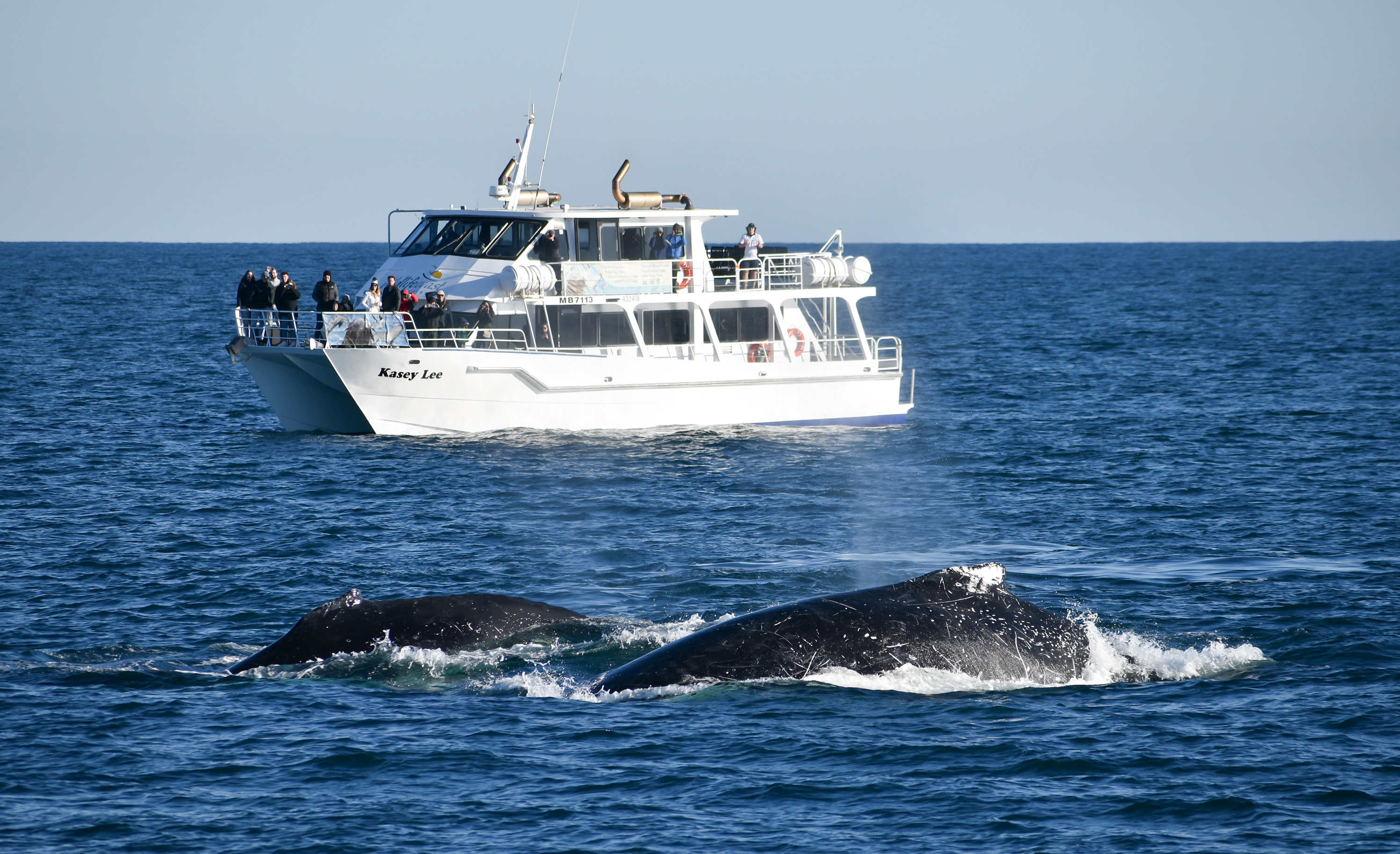 Winter Whale Watching Cruise in Phillip Island