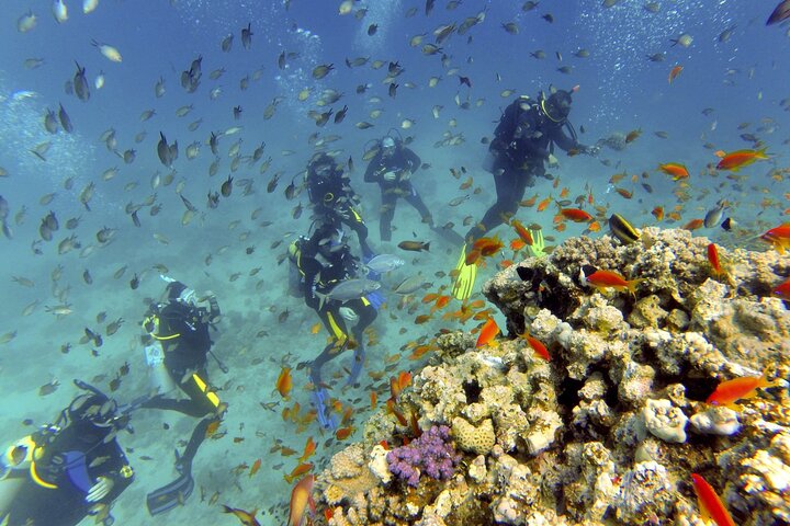 Red sea diving trip from Hurghada