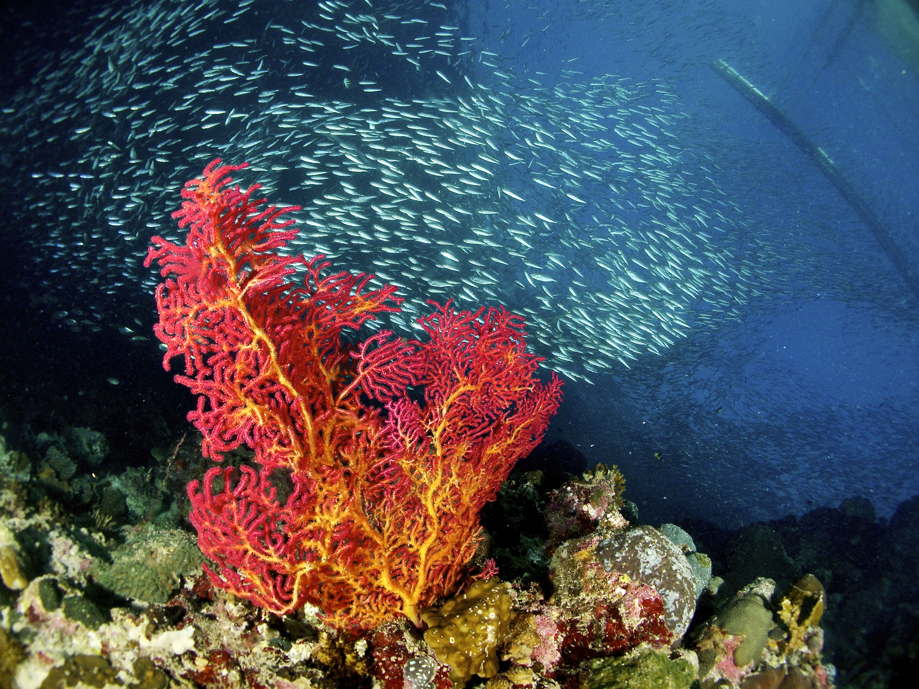 PADI Open Water Diver in Moalboal with PADI 5 Star CDC