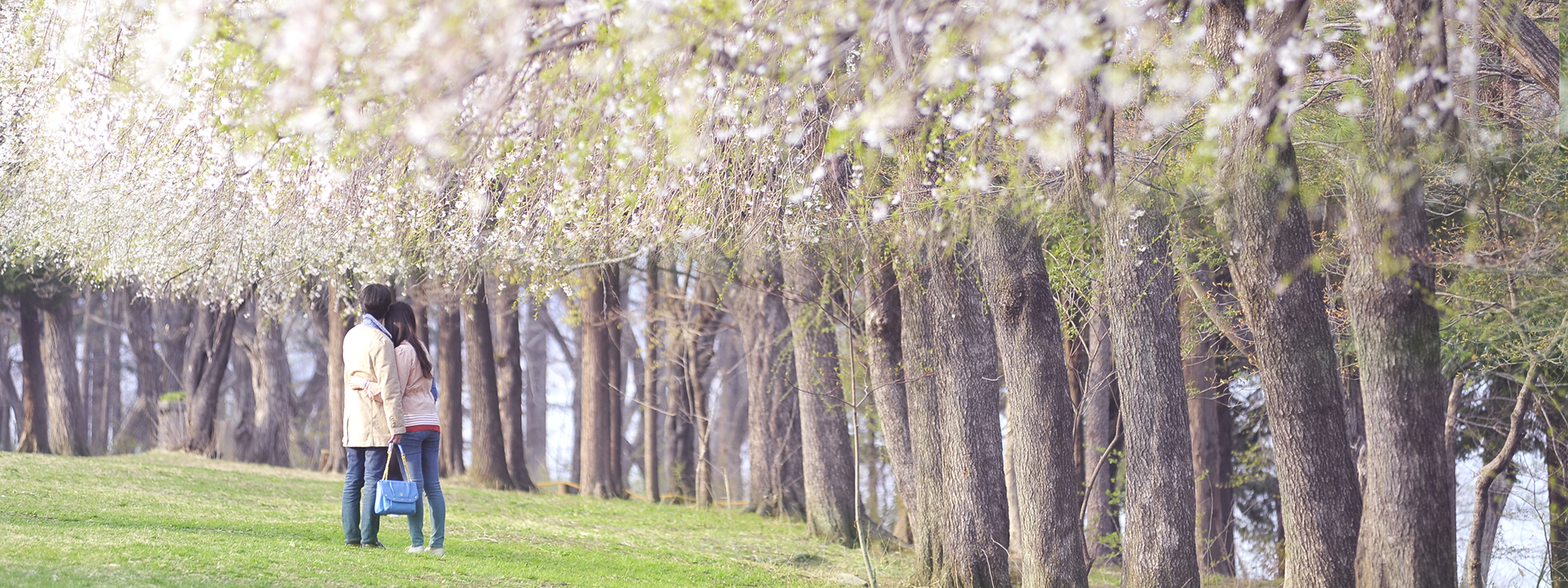 Nami Island & Petite France