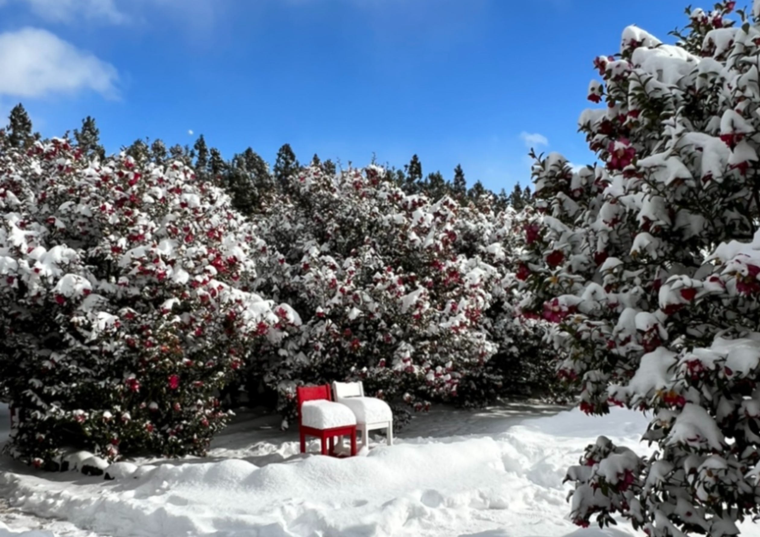 山茶花之丘植物園：四大季節花卉 (冬季)