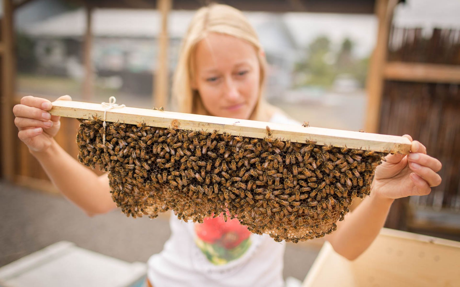 觀察島上蜜蜂新鮮採集、充滿金黃花蜜的蜂巢
