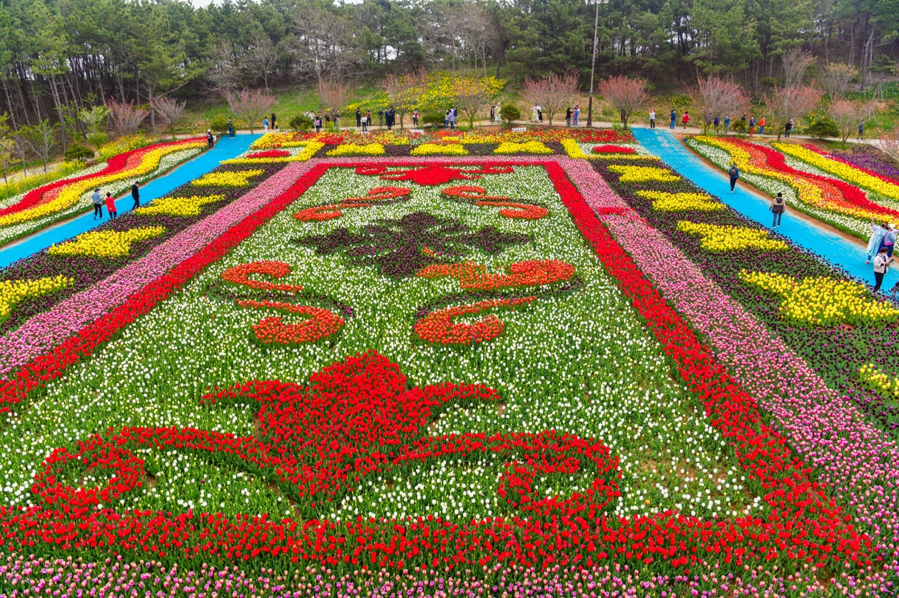 Chungcheongnam-do Taean Flower Park (Tulip&Cherry Blossom Festival)