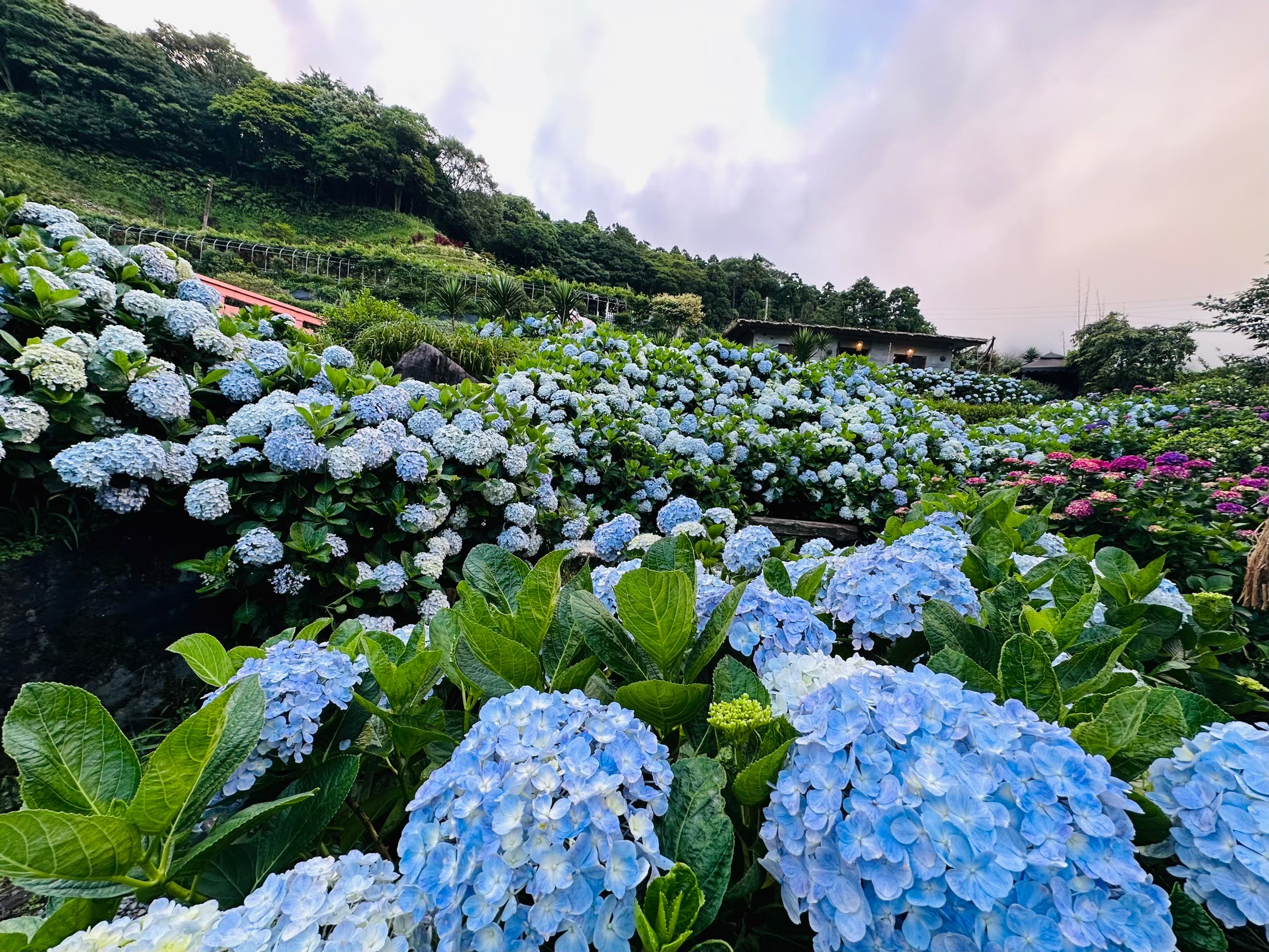曹家花田香門票