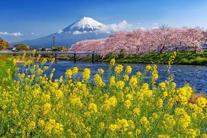 富士山箱根網紅打卡/蘆之湖遊船一日遊 （東京出發）