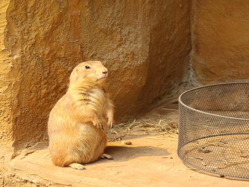 深圳野恩動物樂園（寶安海雅店）可觸摸、可擁抱、投餵互動、零距離接觸萌寵