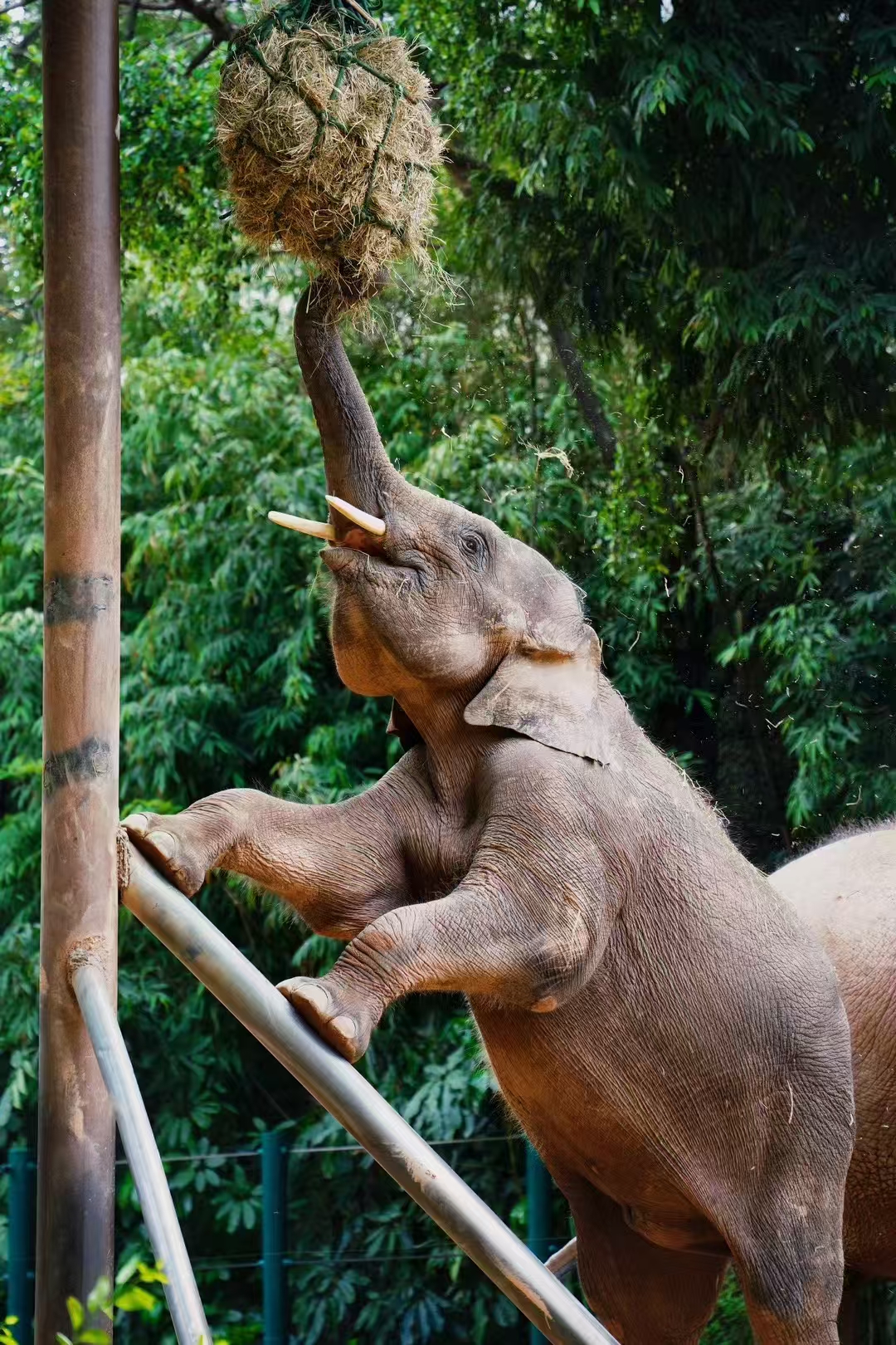 廣州長隆歡樂世界/動物世界旅拍