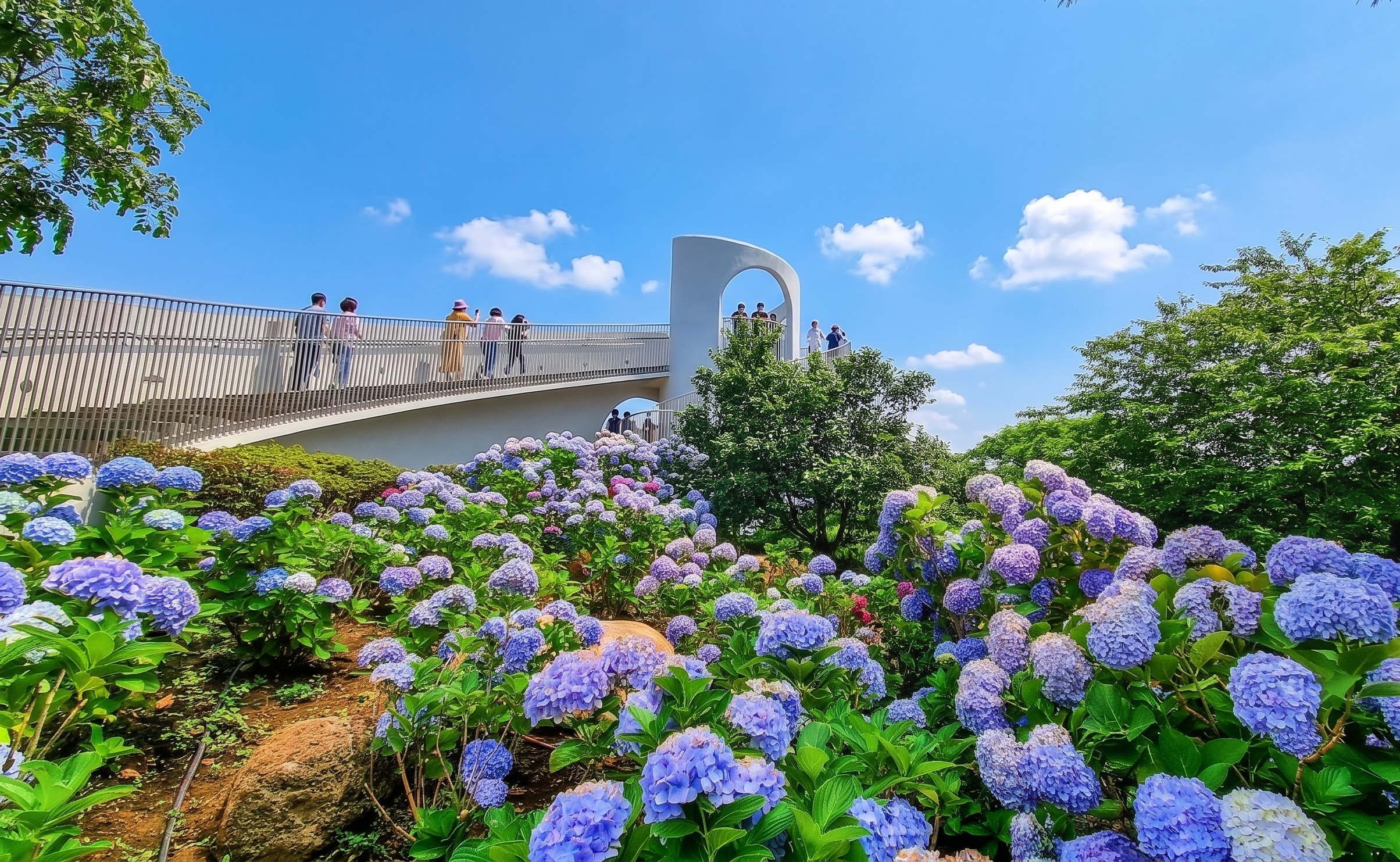【B方案：山茶花之丘植物園】造訪著名的繡球花節，在山茶花之丘與繽紛花朵合影，拍下最美照片！