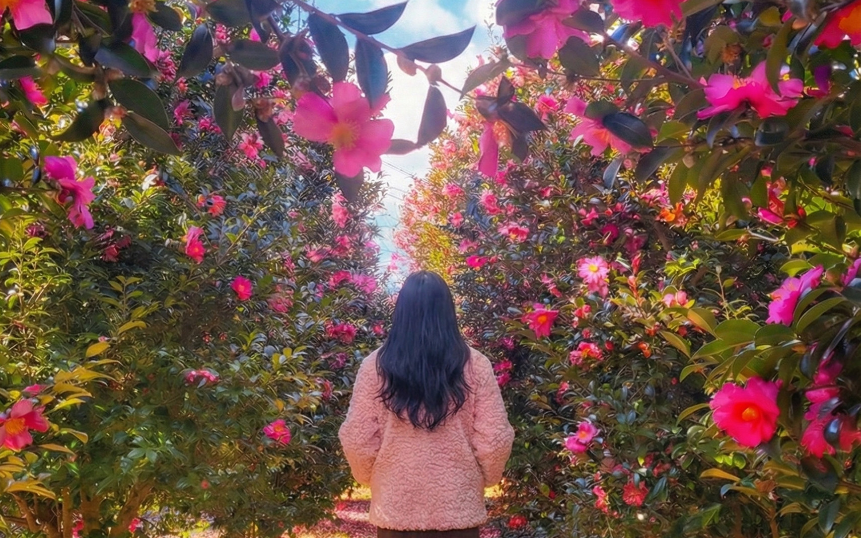 Jeju Day Tour - Hanbok & Hallasan & Camellia & Sauna - Winter Special Seasonal Tour