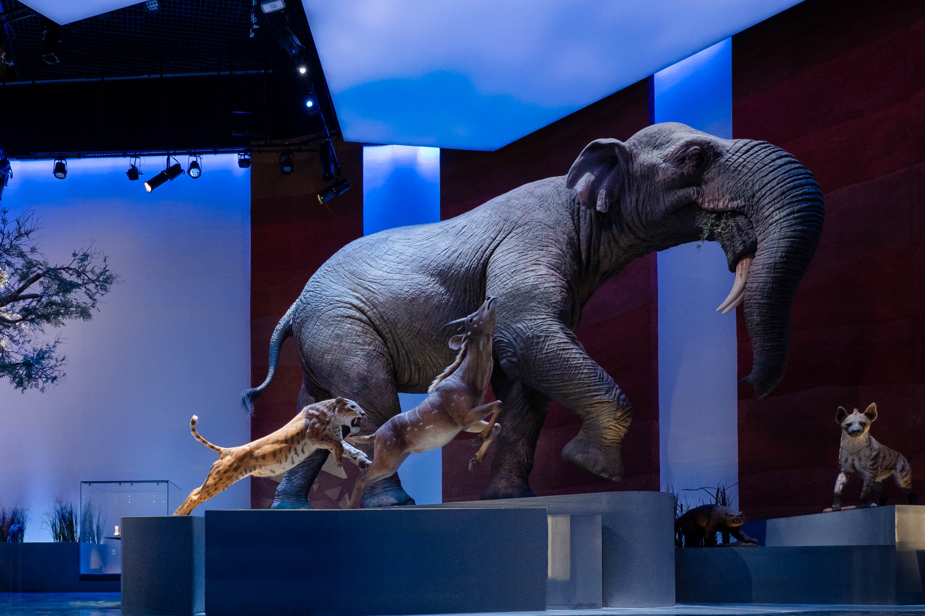 Natural History Museum Ticket in Abu Dhabi