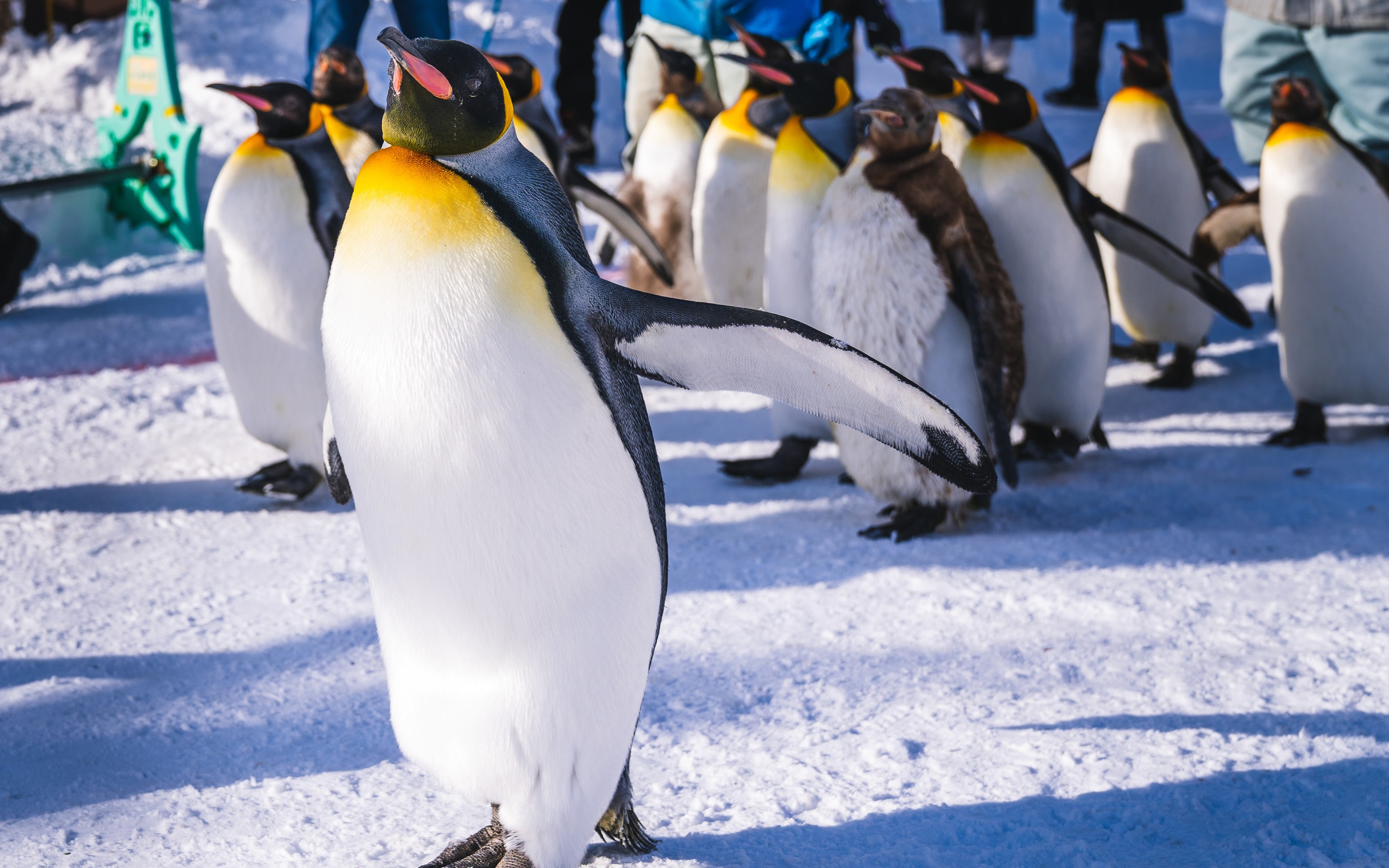 Sapporo Asahiyama Zoo & Shikisai-no-Oka Snowmobile Full-Day Tour