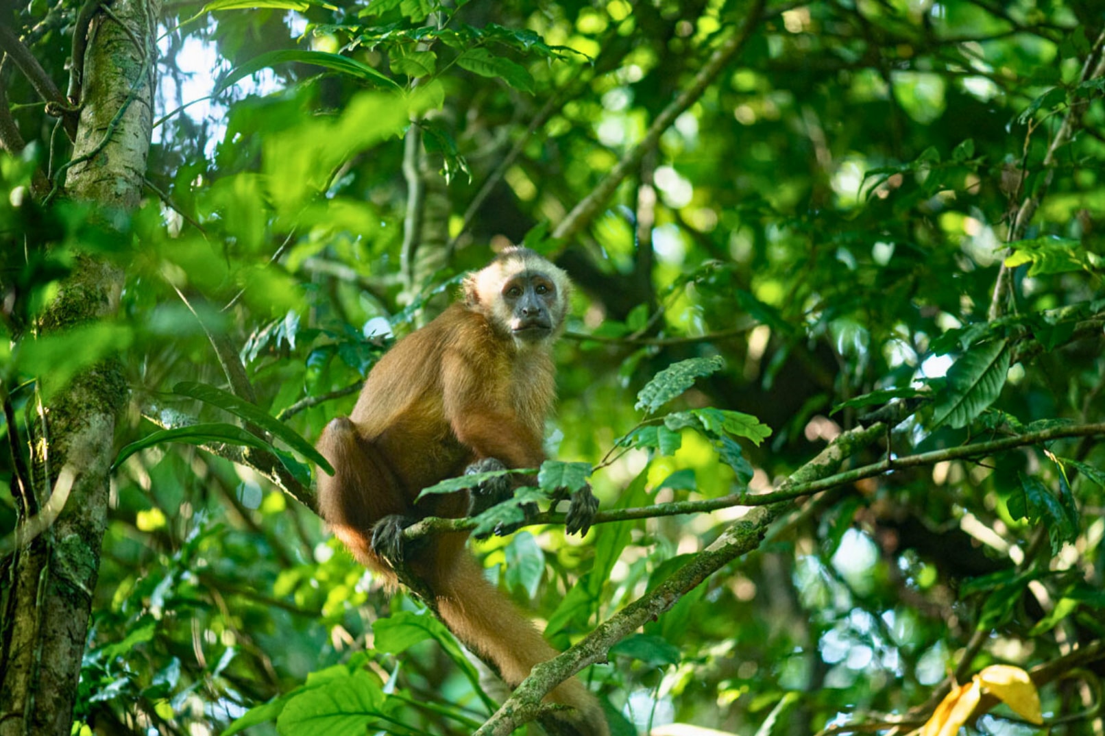 Puerto Maldonado Tambopata National Reserve 4-Day Wildlife & Nature Tour