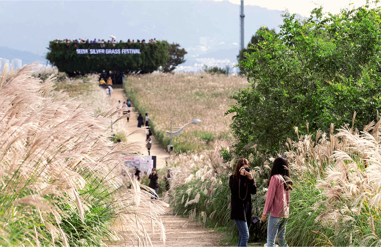 秋天的天空公園，銀草田被金色的光芒覆蓋，變成一片夢幻般的景象。天空公園的秋日日落令人難忘，金色的陽光，輕柔的微風。