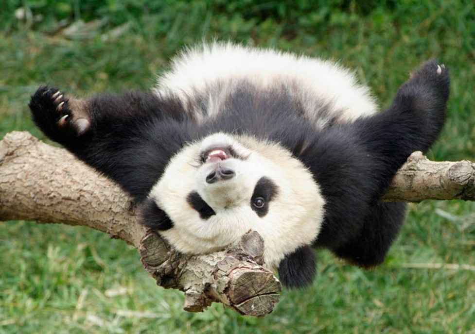 chengdu giant panda