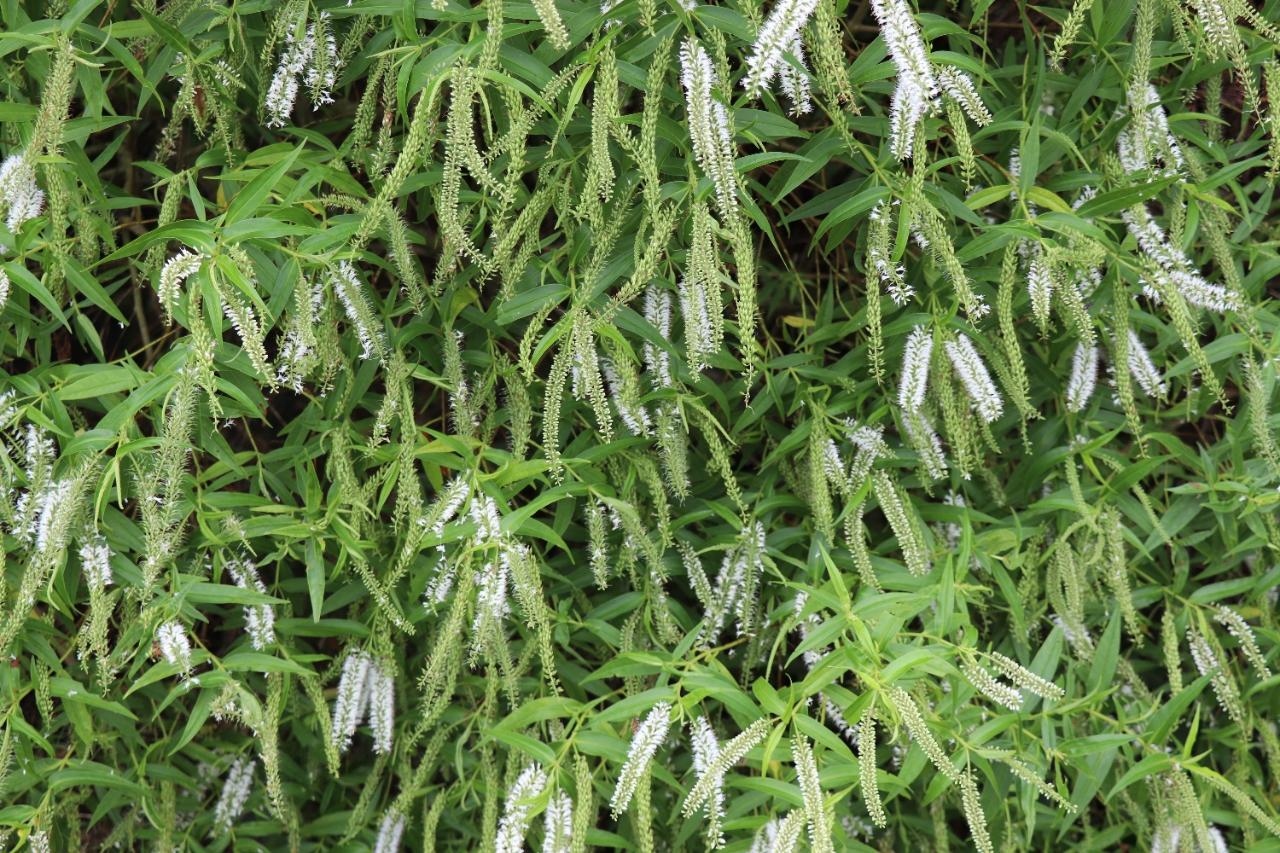 Delve into the medicinal properties of local plants in Maori Rongoa rakau traditions
