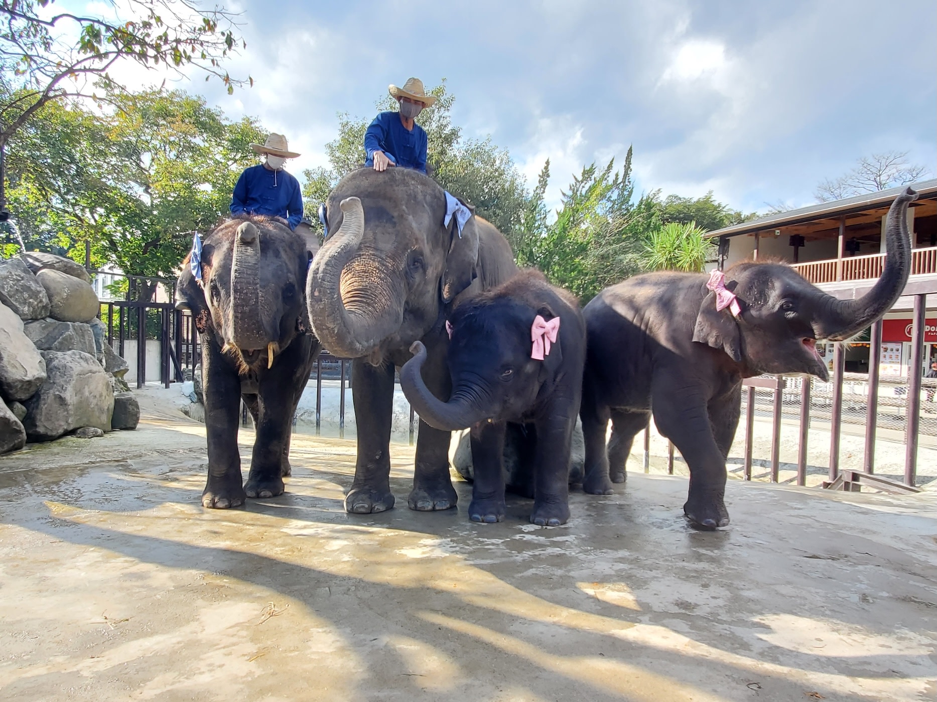 ANIMAL WONDER REZOURT ICHIHARA Elephant Kingdom Sayuri World