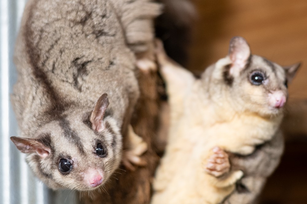 Squirrel Glider Encounter at Ranger Red's Zoo