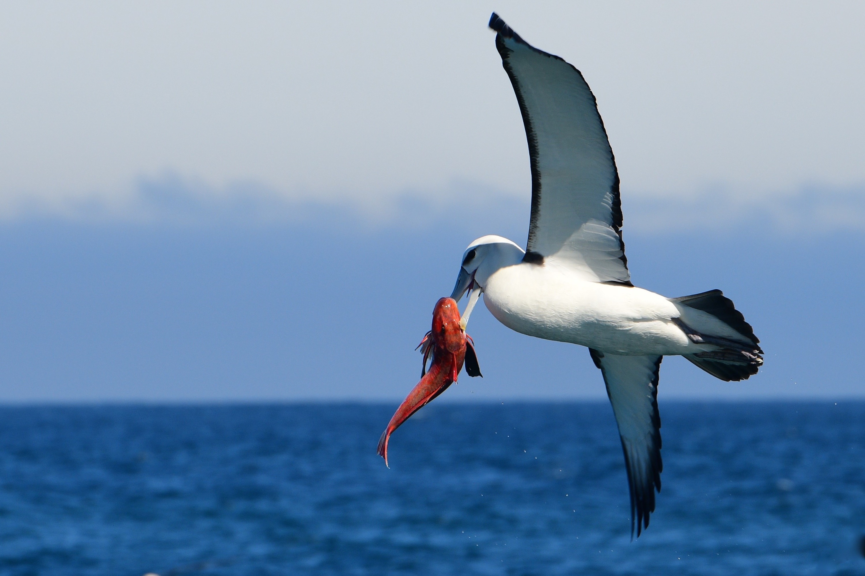 Akaroa Wildlife Cruise