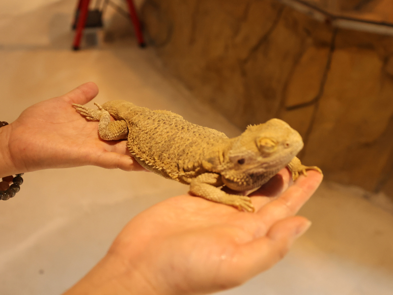 深圳野恩動物樂園（寶安海雅店）可觸摸、可擁抱、投餵互動、零距離接觸萌寵