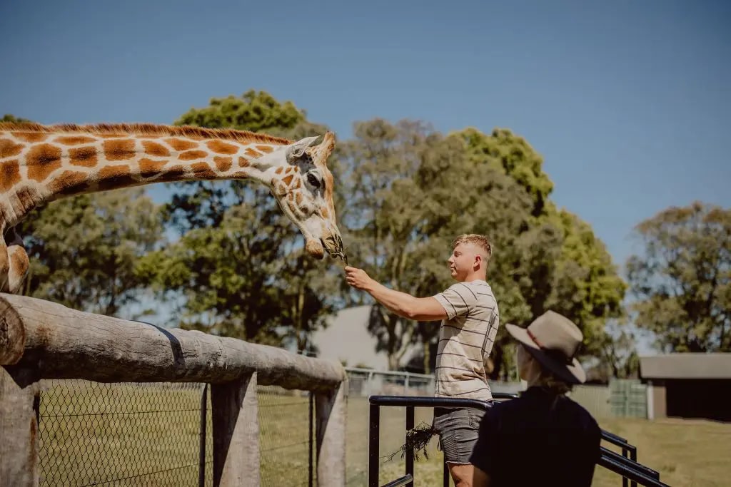 Early Access Giraffe Feeding with Breakfast