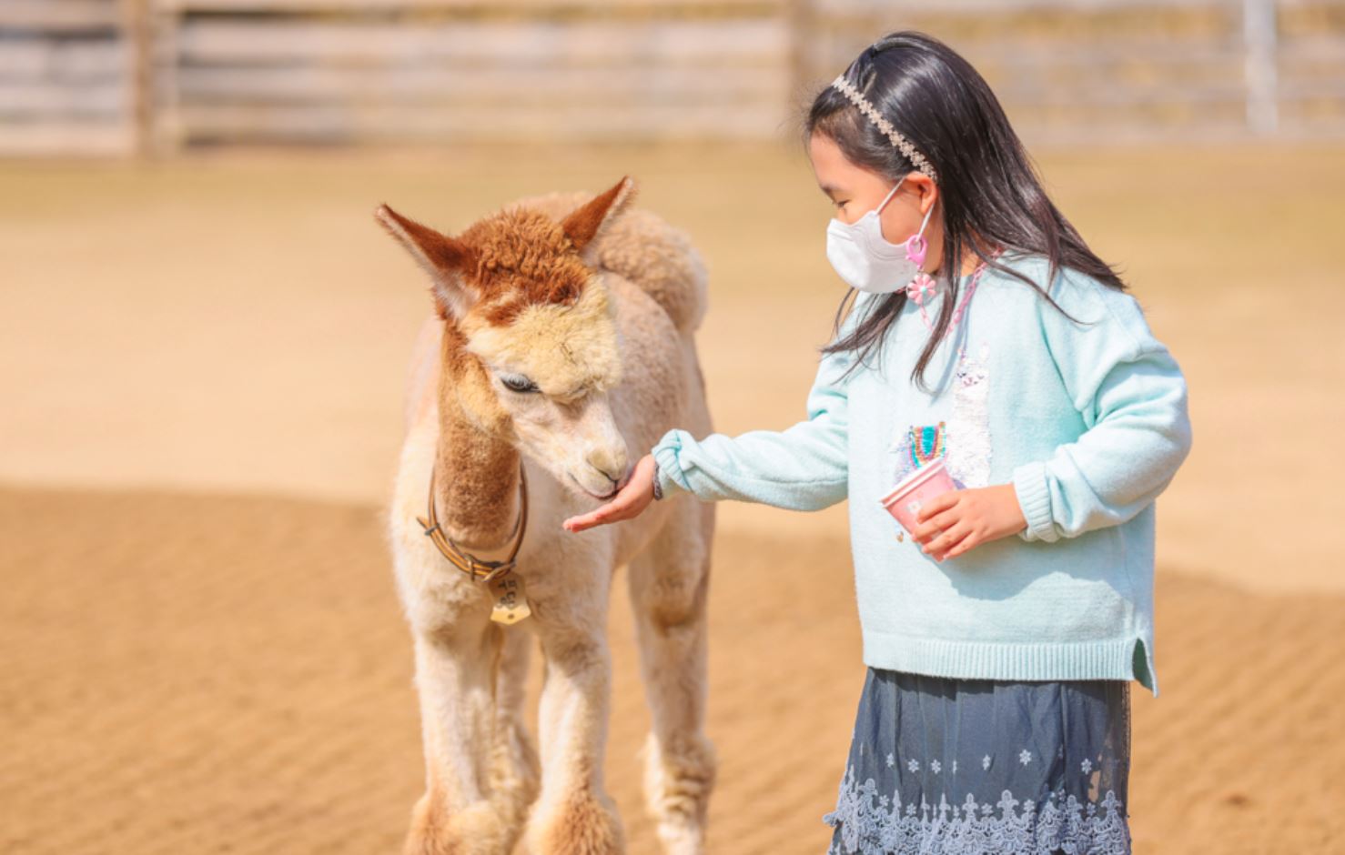 與友善的羊駝零距離 — 餵食、拍拍照,留下最可愛的回憶。 與友善的羊駝零距離 — 餵食、拍拍照,留下最可愛的回憶。