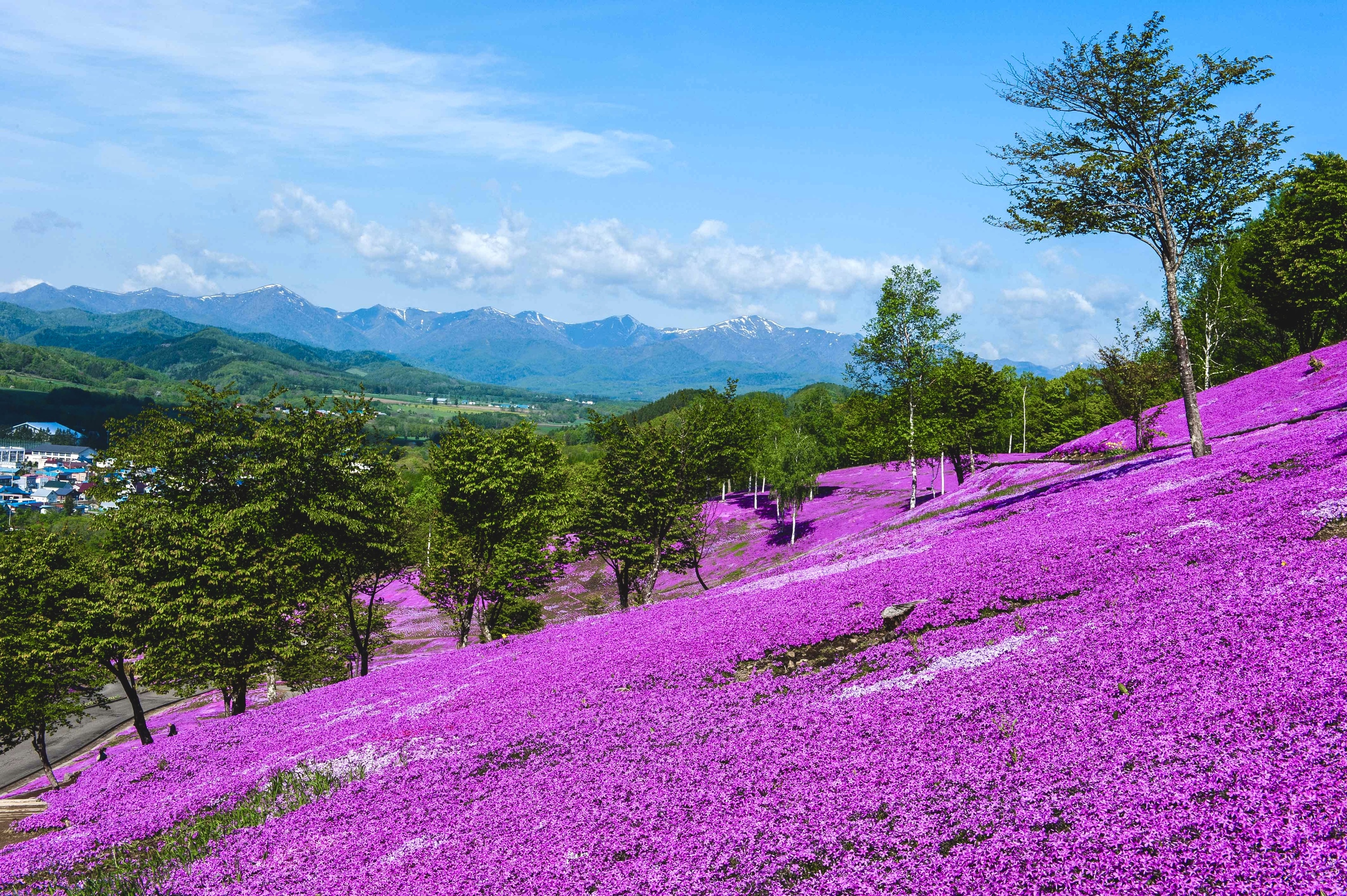 【5月限定｜北海道春季花海奇景】札幌出發1日遊｜10萬㎡粉紅芝櫻山&北海道最大鬱金香花田
