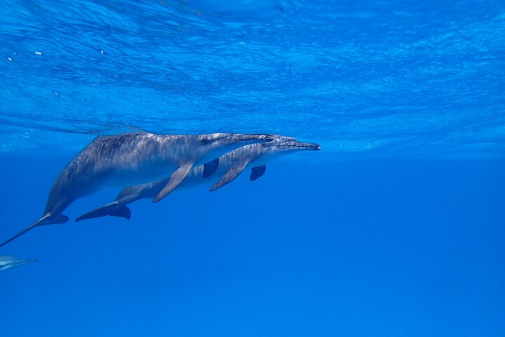 Sataya Dolphin House Boat tour with lunch 