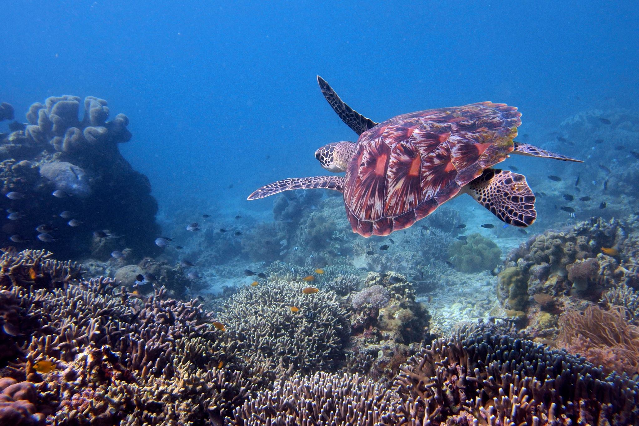 PADI Open Water Diver in Moalboal with PADI 5 Star CDC