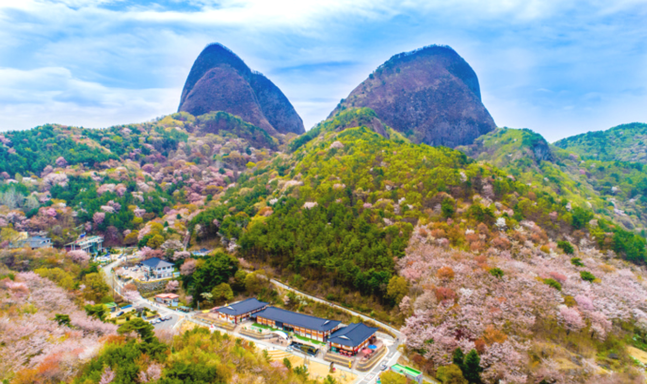 Same day return to Jeollabuk-do to enjoy the flowers 
Walk into Malshan Cherry Blossom Road and enjoy the famous 
3-kilometer cherry blossom road
Watch the double-petaled cherry blossoms stacked like peonies
While enjoying the cherry blossoms, you can als