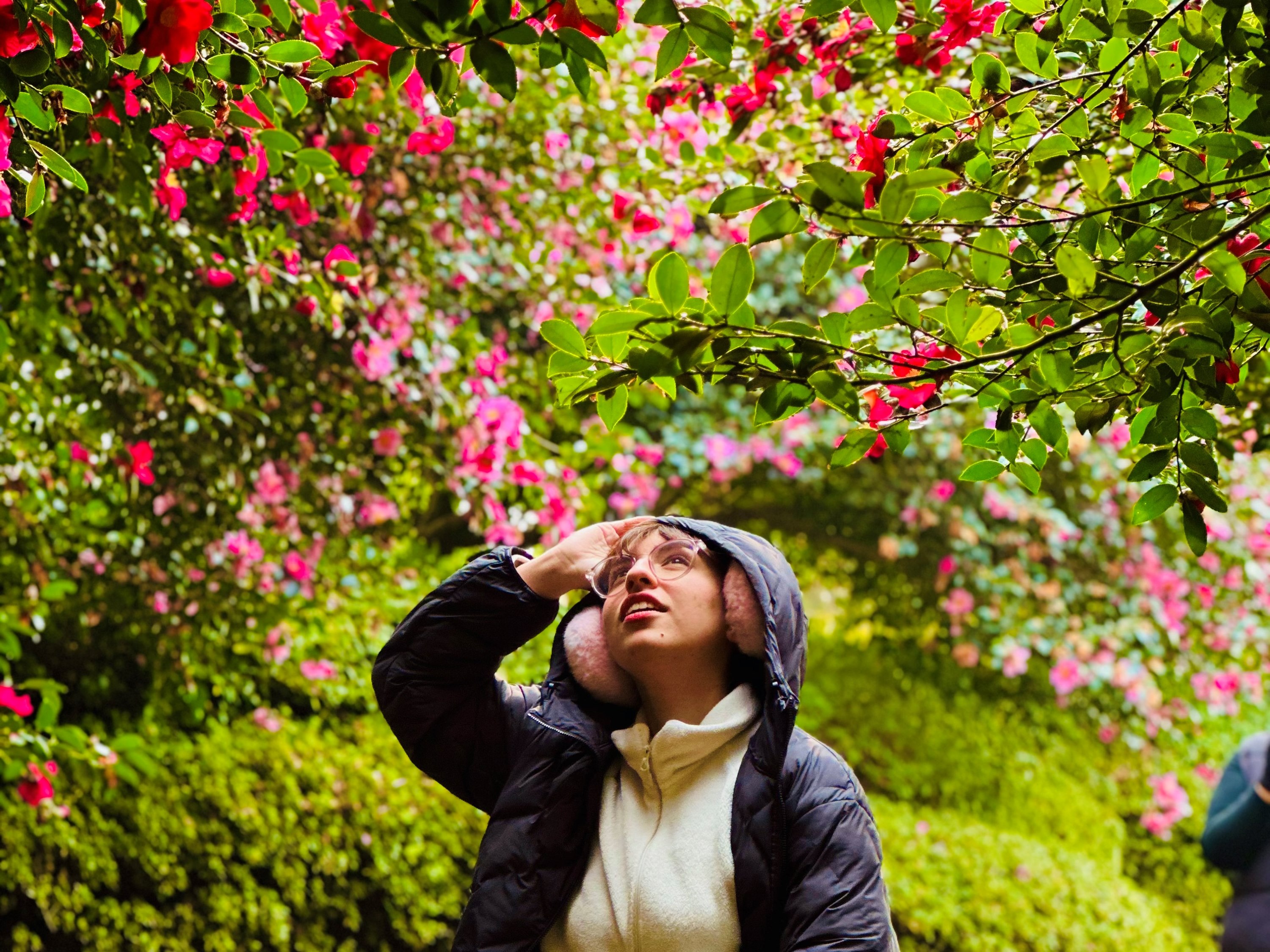 Jeju Camellia Winter Fantasia Small Group Day Tour
