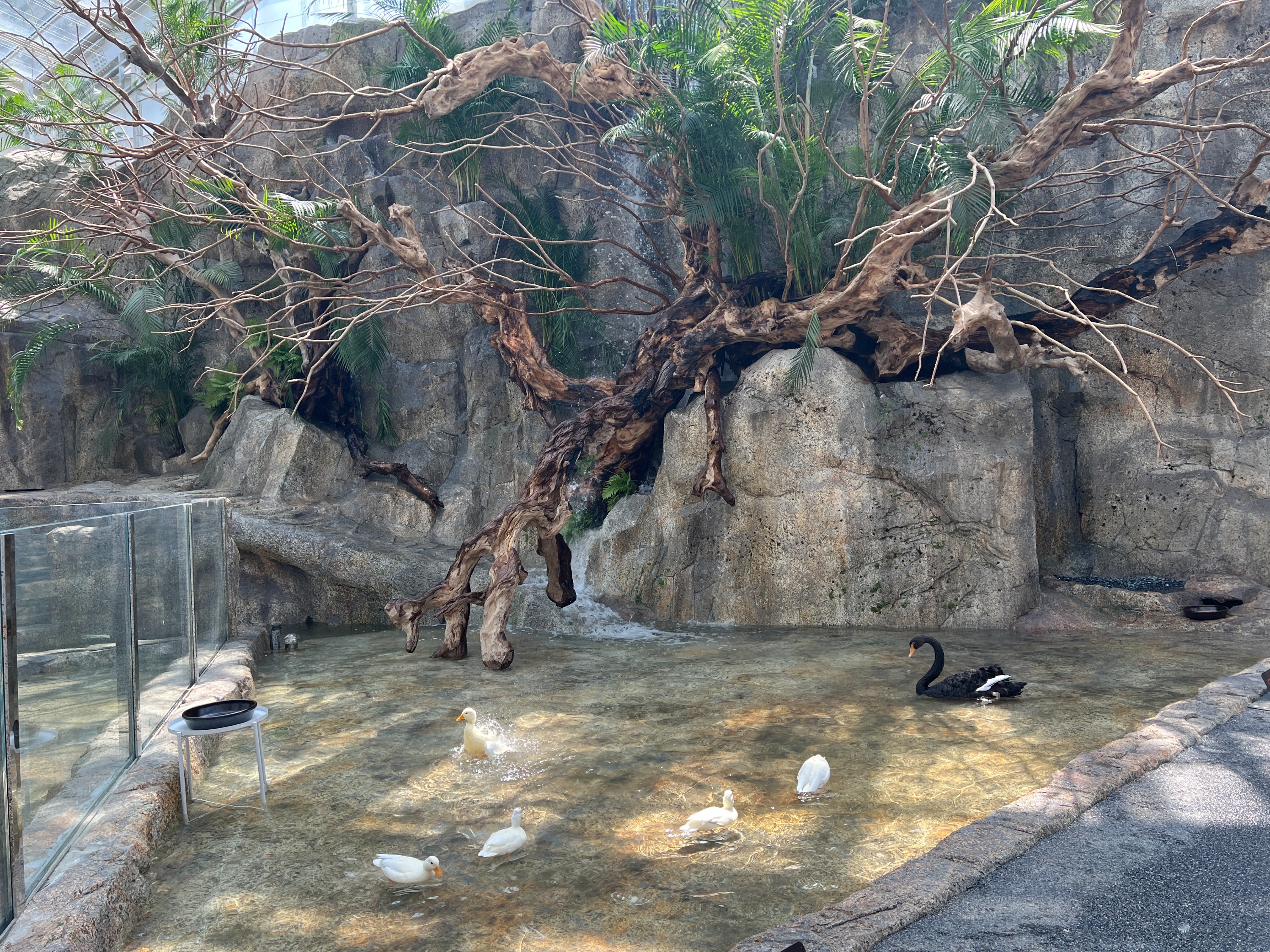 海棠鳥園+神秘動物園+水族咖啡廳往返接駁車