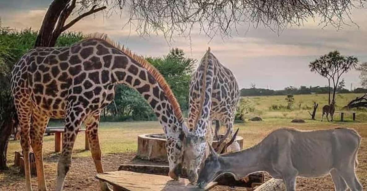 Mombasa: Nguuni Sanctuary Guided Guided Nature Walk Amongst Giraffes