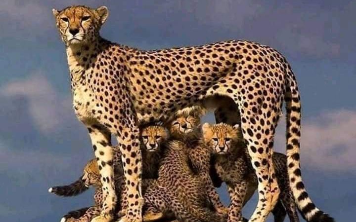 5 Days Samburu Nakuru & Masai Mara Safari.