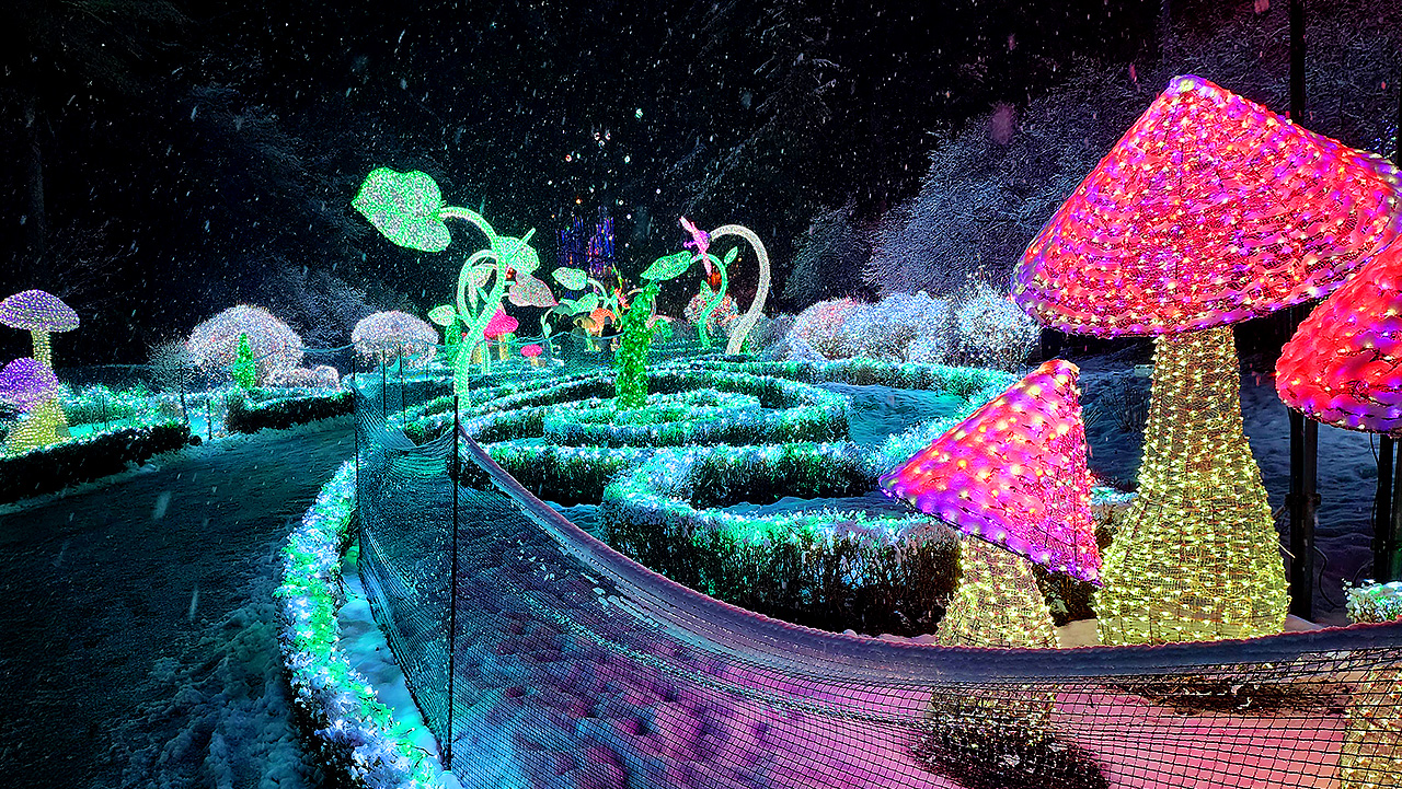 參觀晨靜樹木園，該園以其璀璨的冬季燈光和迷人的夜景而聞名。
