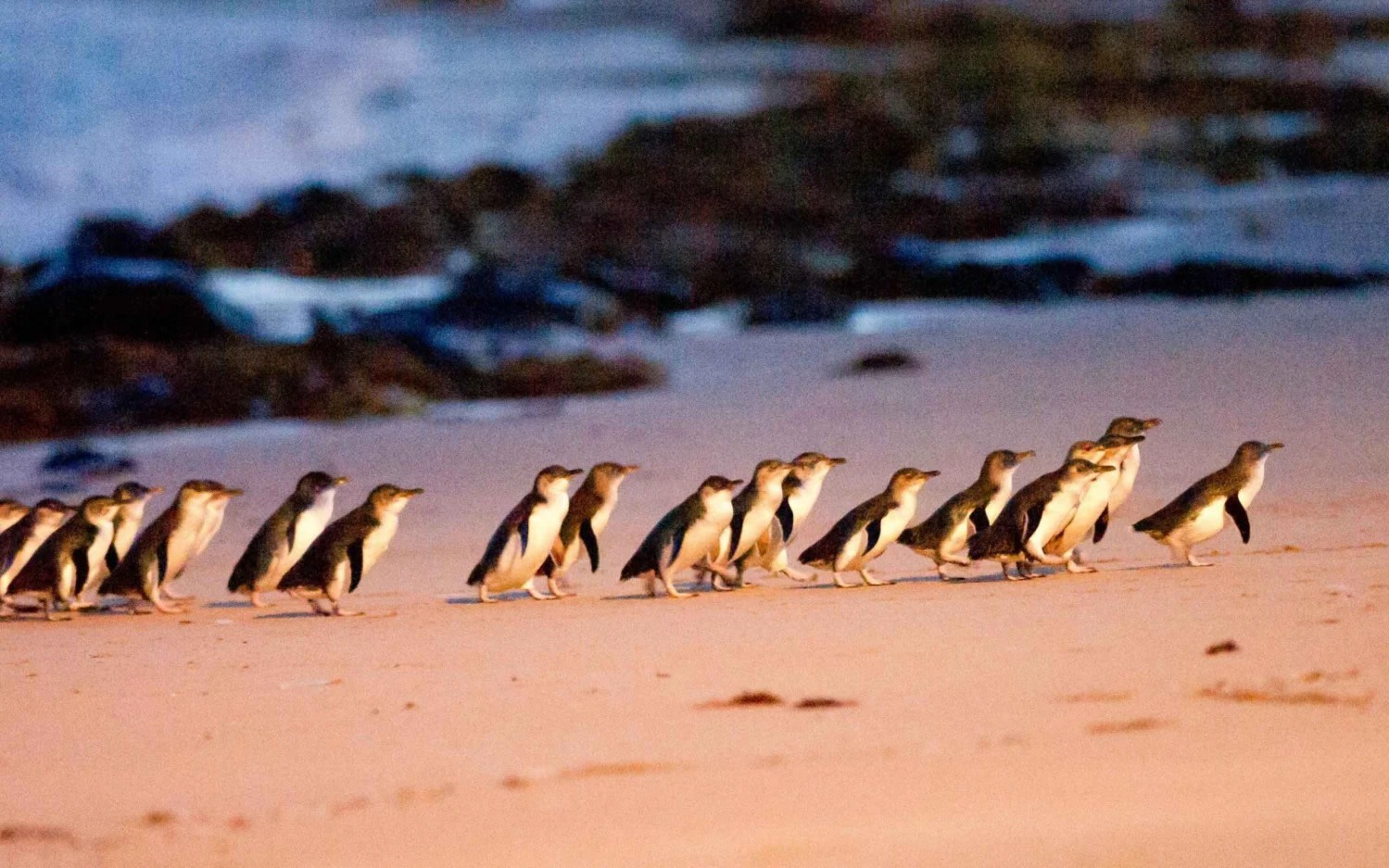 Phillip Island Penguin Parade Day Trip from Melbourne (Chinese Speaking Guide)