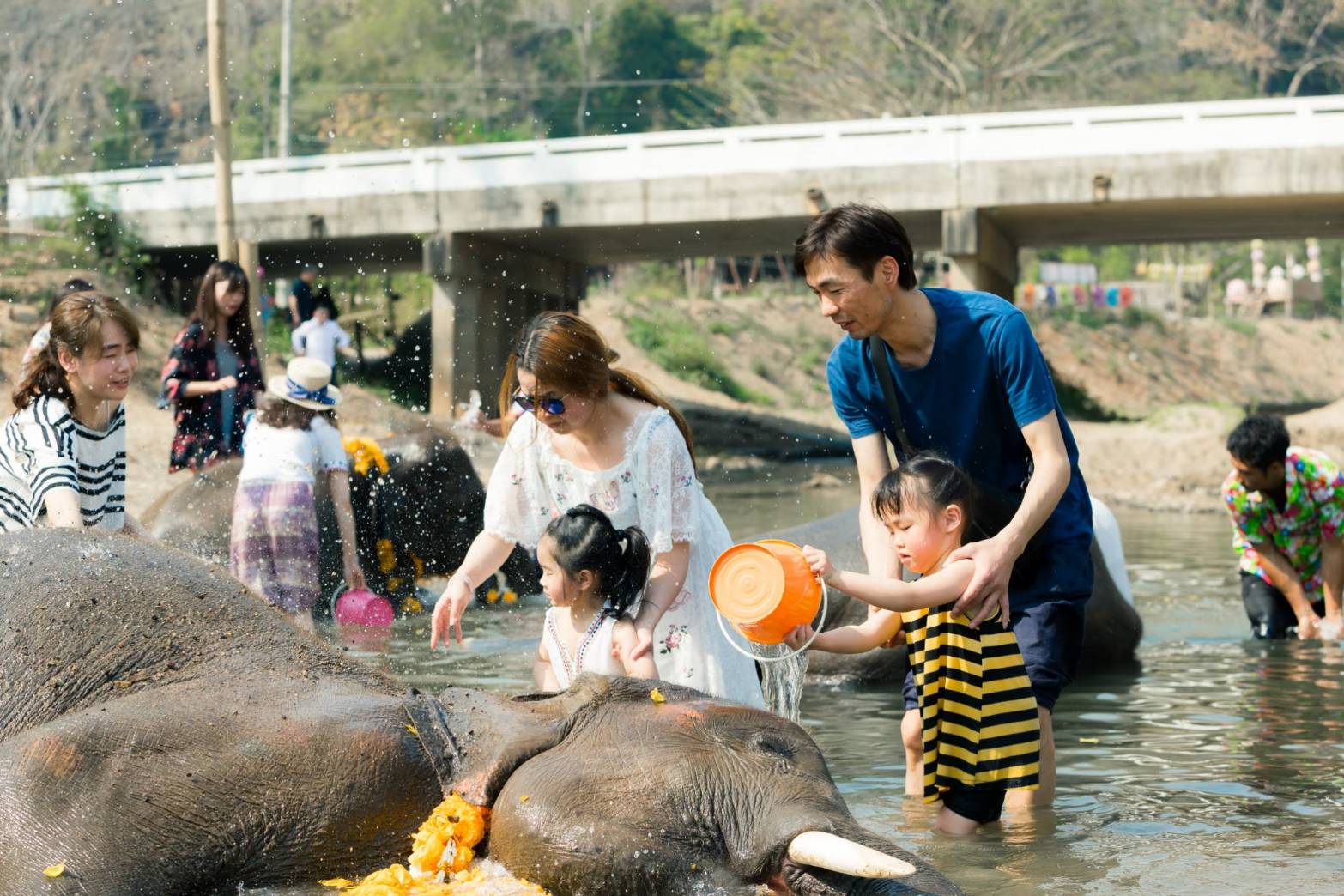 清邁克喬大象生態公園一日遊（清邁出發）