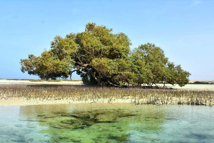蓋斯爾港：瓦迪傑邁勒國家公園