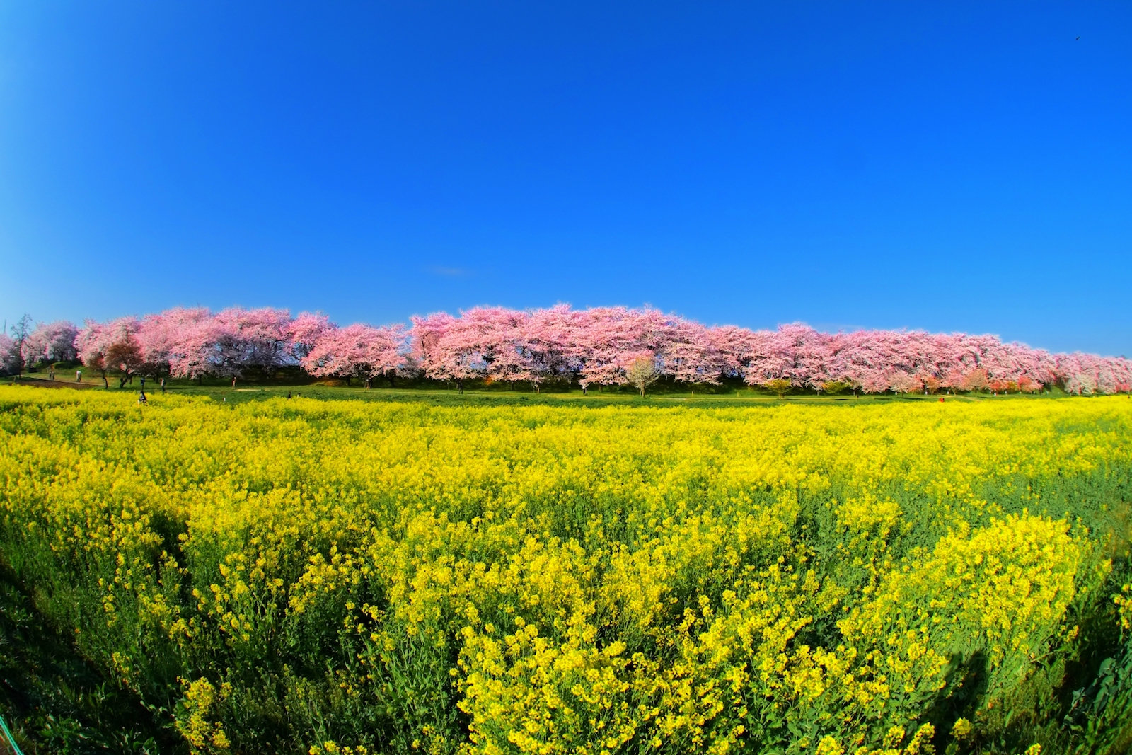 櫻花季限定｜權現堂櫻堤＆小江戶川越＆三櫻花季限定｜權現堂櫻堤＆小江戶川越＆三井Outlet一日遊｜東京出發