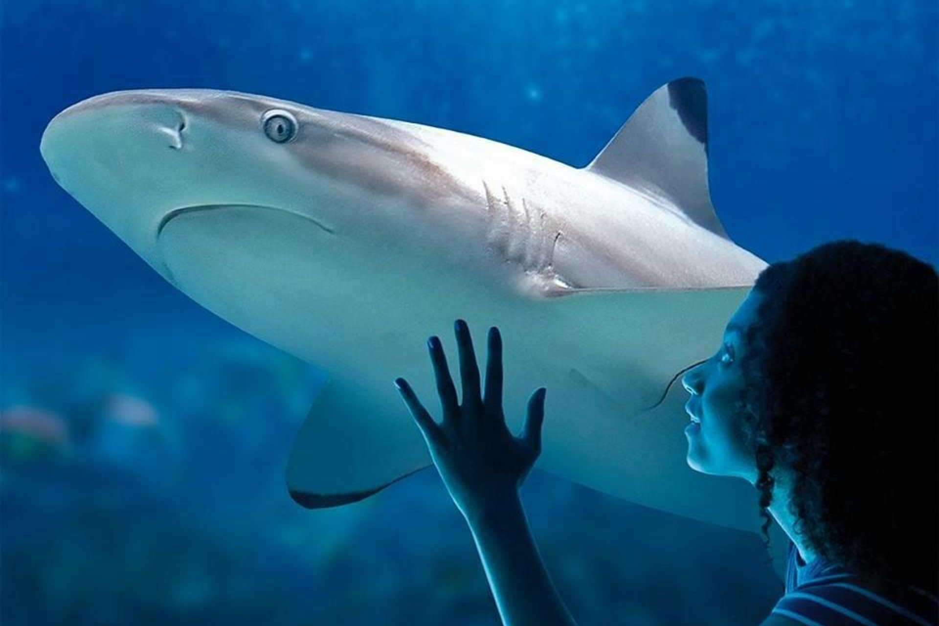 SEA LIFE Kansas City Ticket
