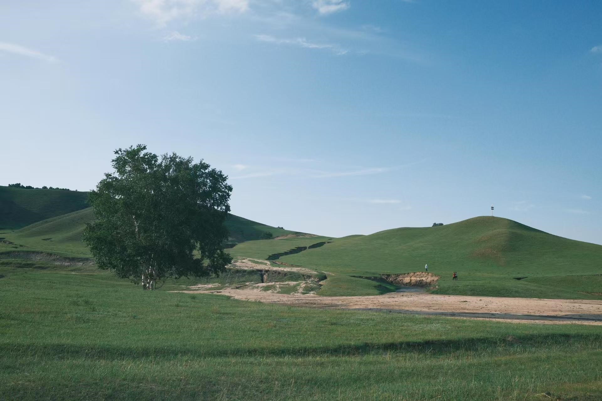 孤樹如大地標點，立在草浪與藍天的交界，土路似絲帶蜿蜒，串起遠山與近野，勾勒出 “天地孤樹” 的極簡美學