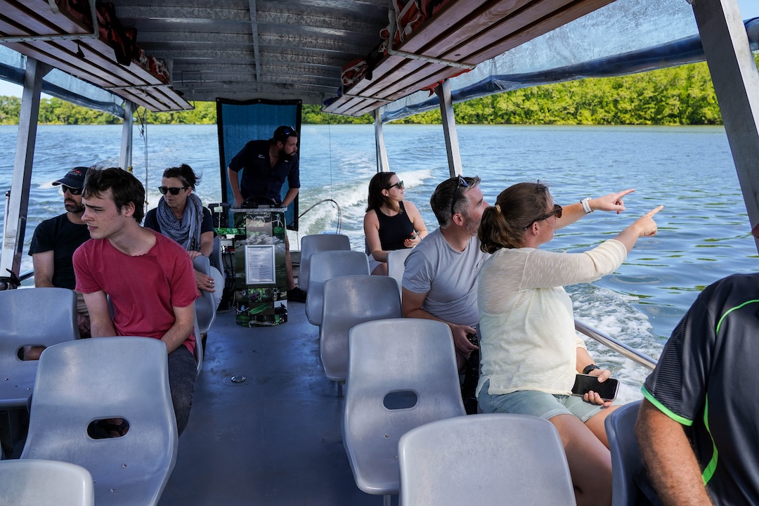 Afternoon Half-Day Daintree Rainforest Tour