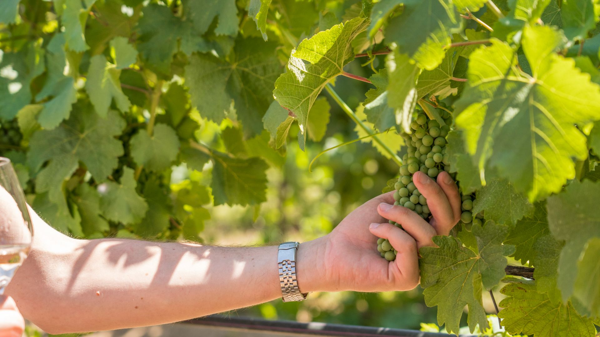 Provence Full Day Tour with Wine Tasting at Chateauneuf du Pape