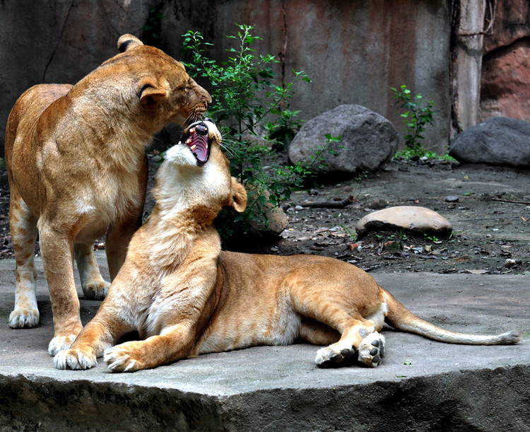 上海動物園