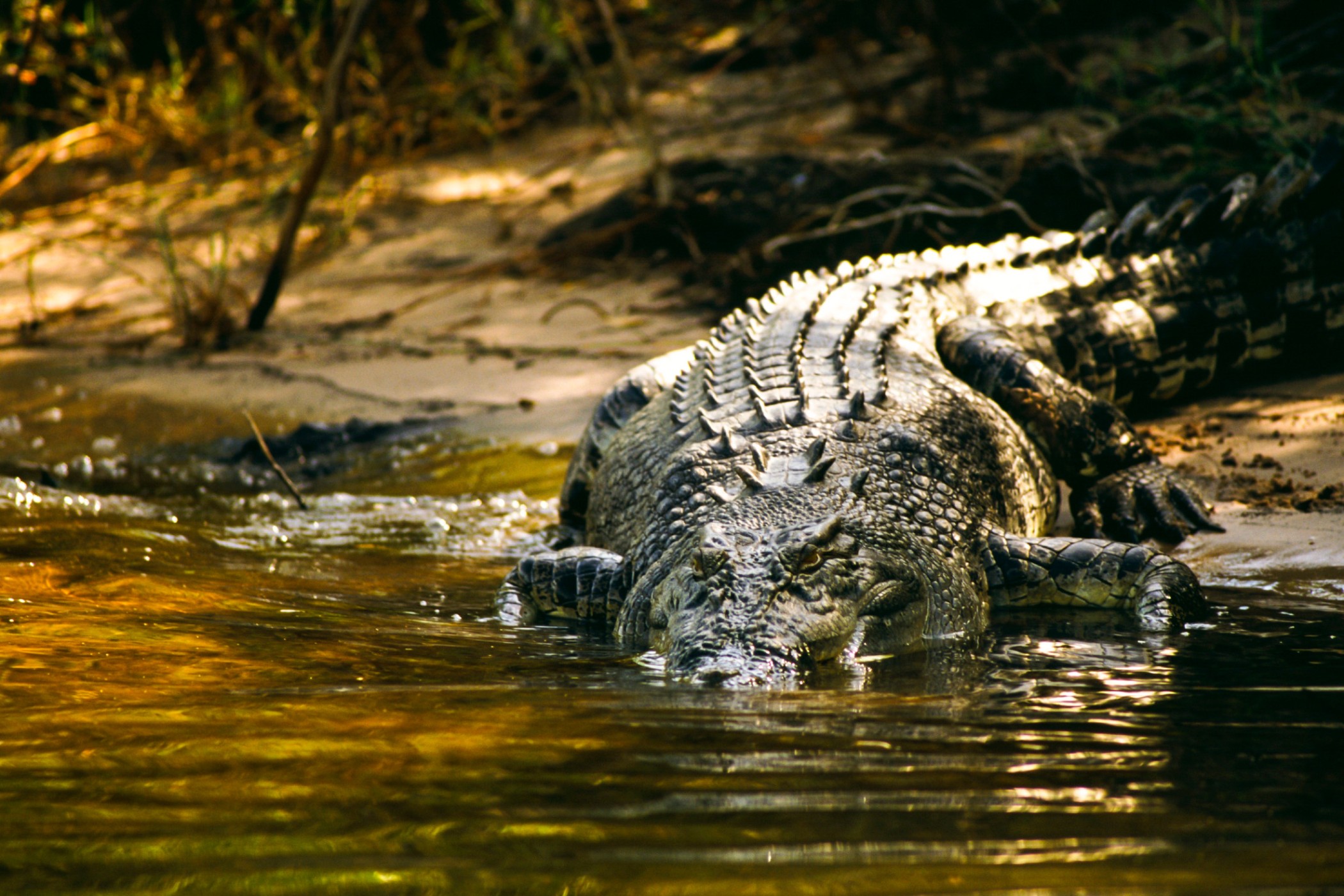 Jumping Crocodile Cruise Tour from Darwin