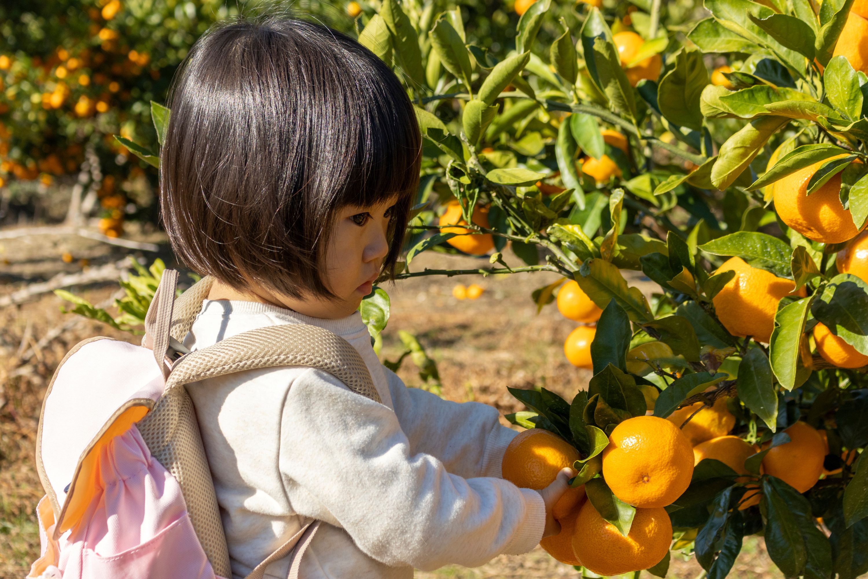 Osaka Harvest Hill & Fruit Picking Day Tour