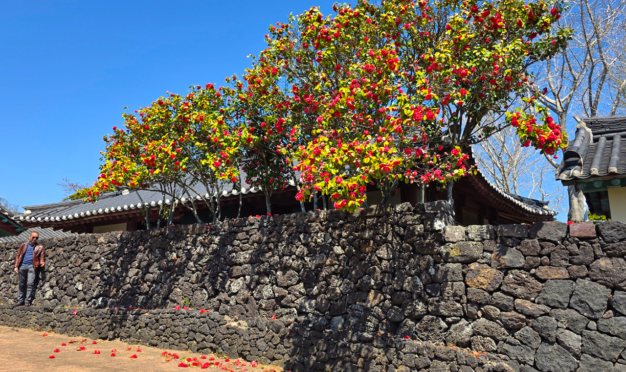 城邑民俗村:在天王寺楓葉尚未達到最佳觀賞期時,造訪城邑民俗村。探索濟州傳統文化與歷史悠久的石屋。 城邑民俗村:在天王寺楓葉尚未達到最佳觀賞期時,造訪城邑民俗村。探索濟州傳統文化與歷史悠久的石屋。